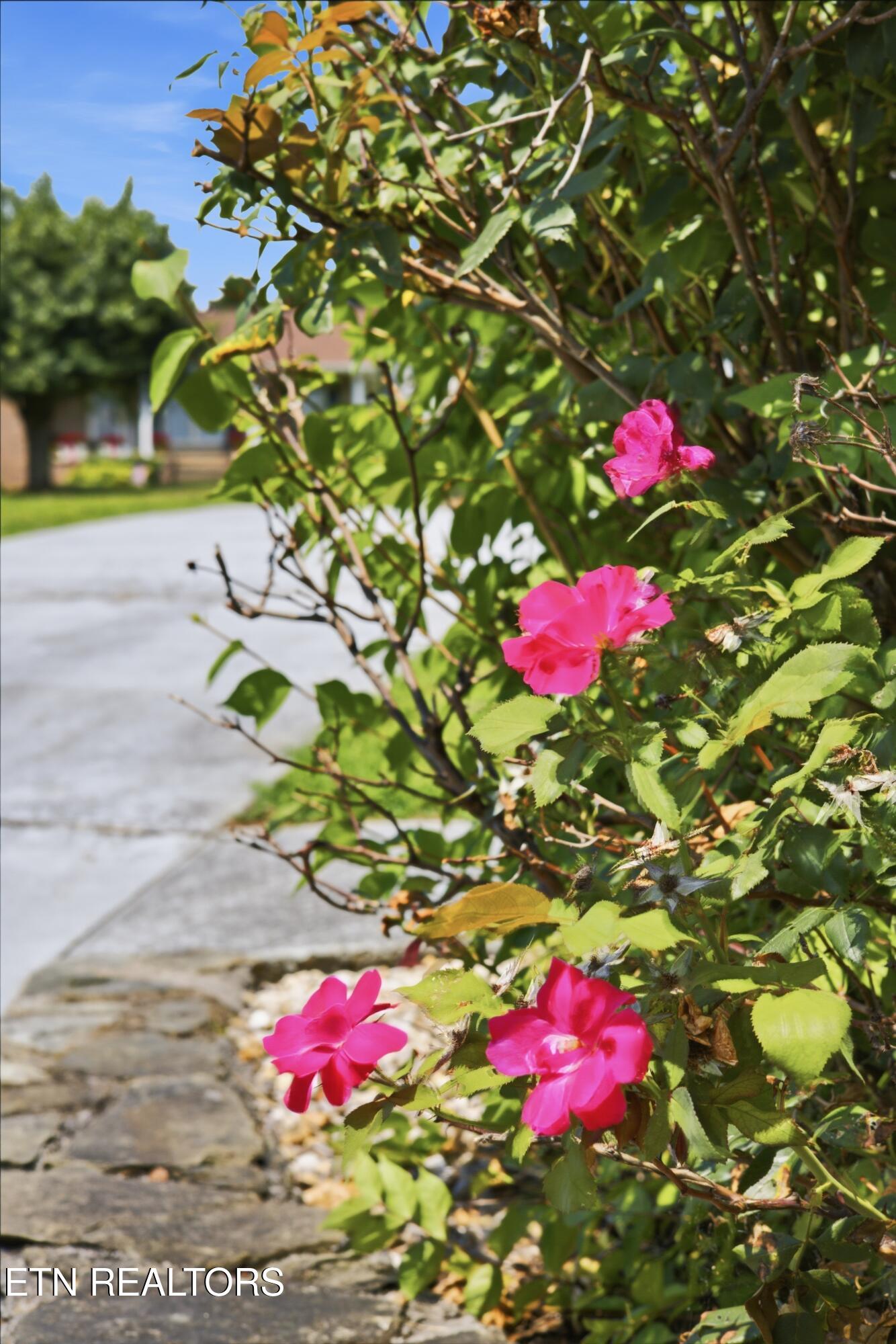 34 Shane Street Greeneville TN 37743