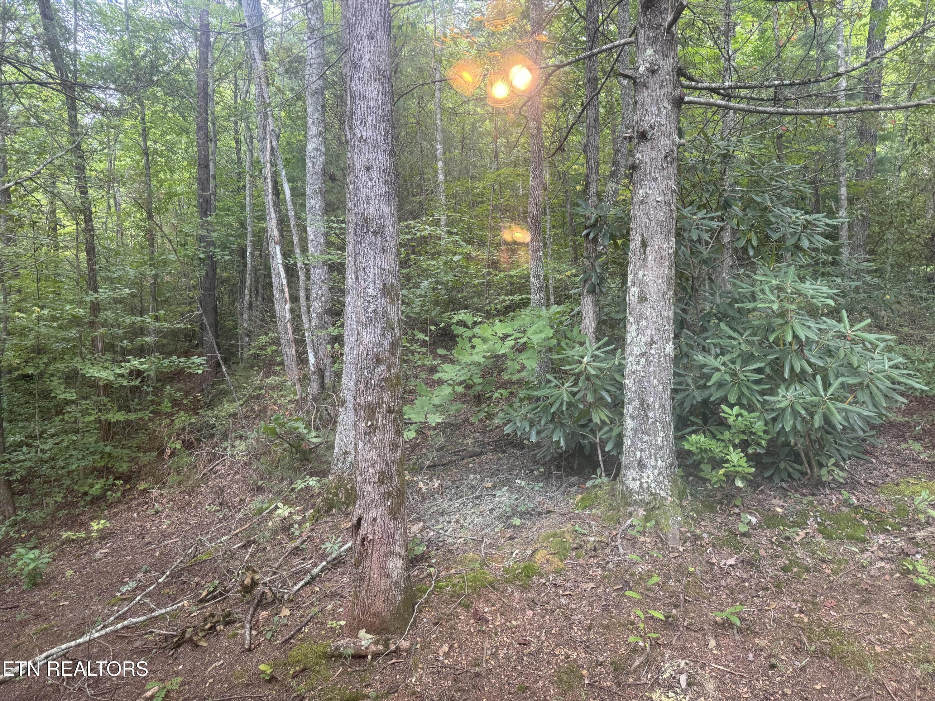 5475 Otto Williams Road Cosby TN 37722