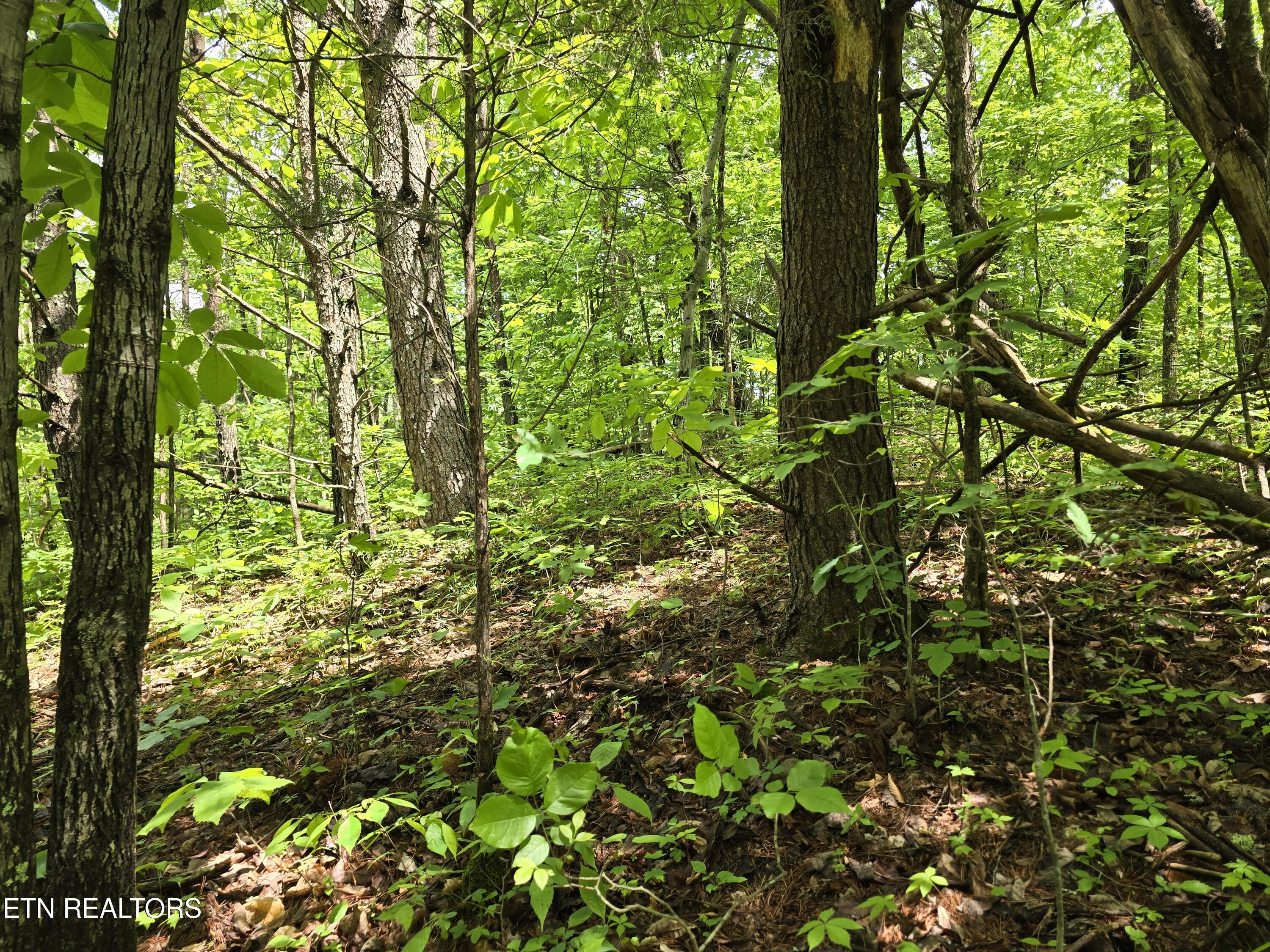 1432 Upper Caney Valley Road Tazewell TN 37879