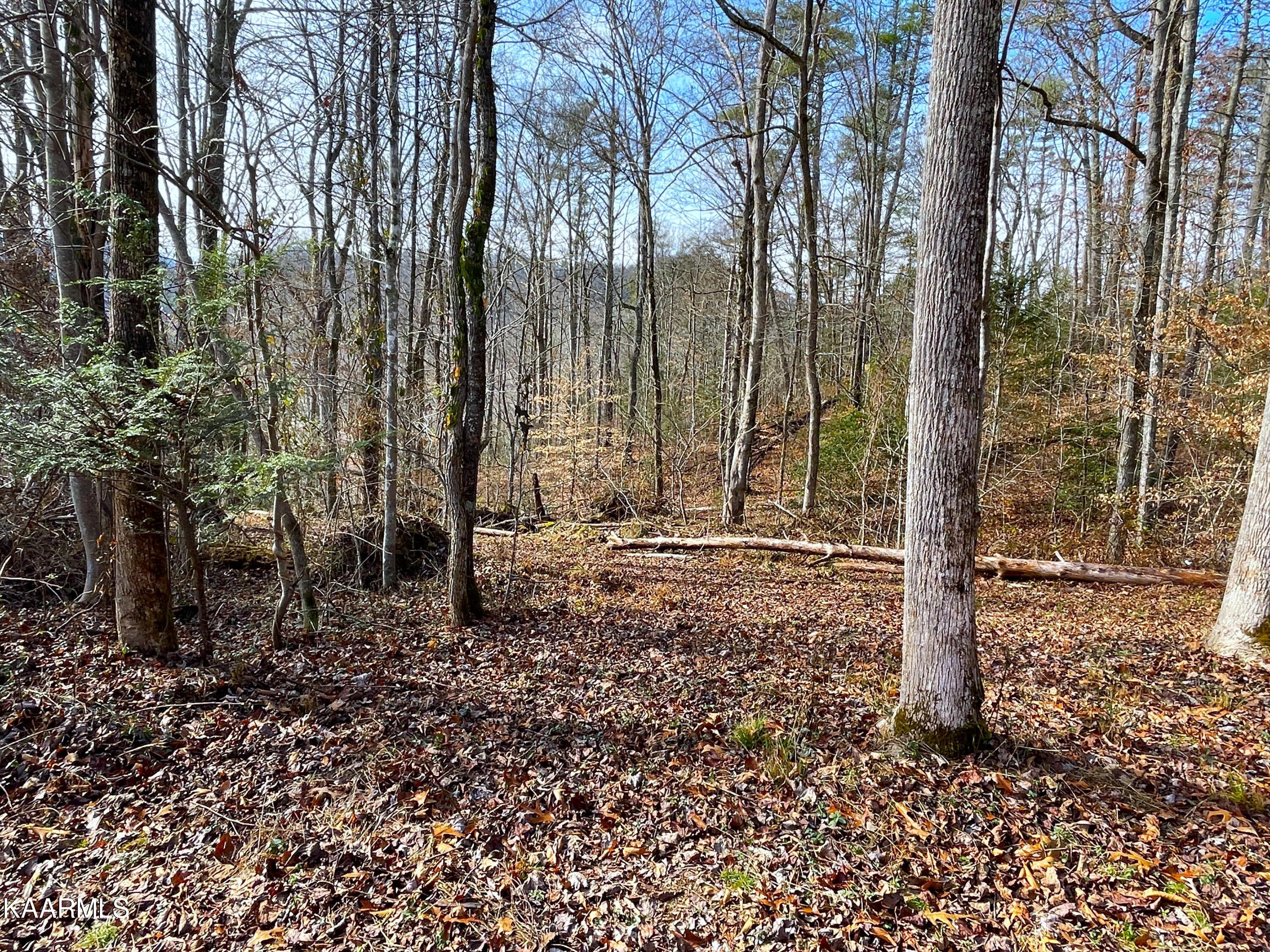 816 Barker Branch Del Rio TN 37727