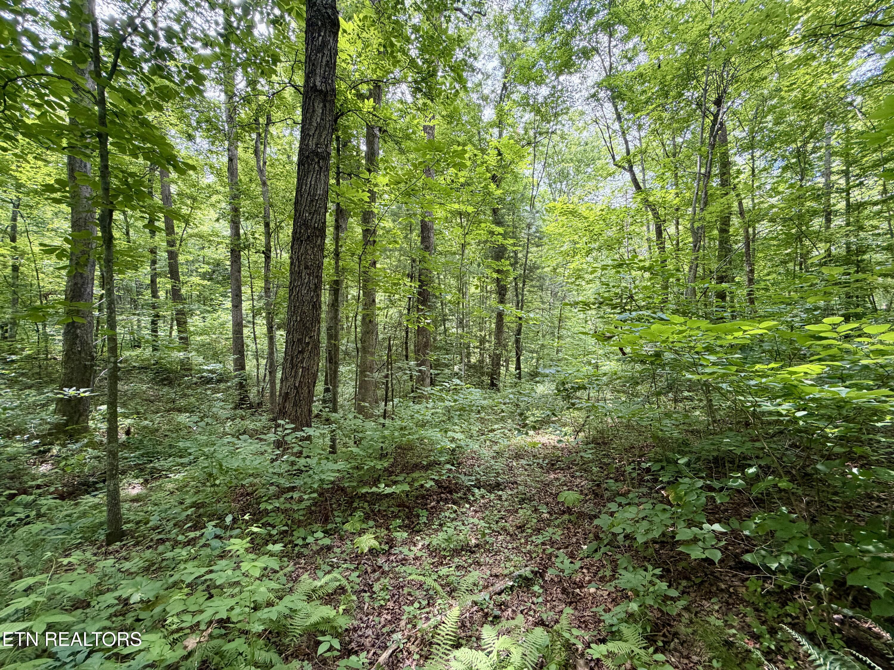 402 Paradise Lane Deer Lodge TN 37726