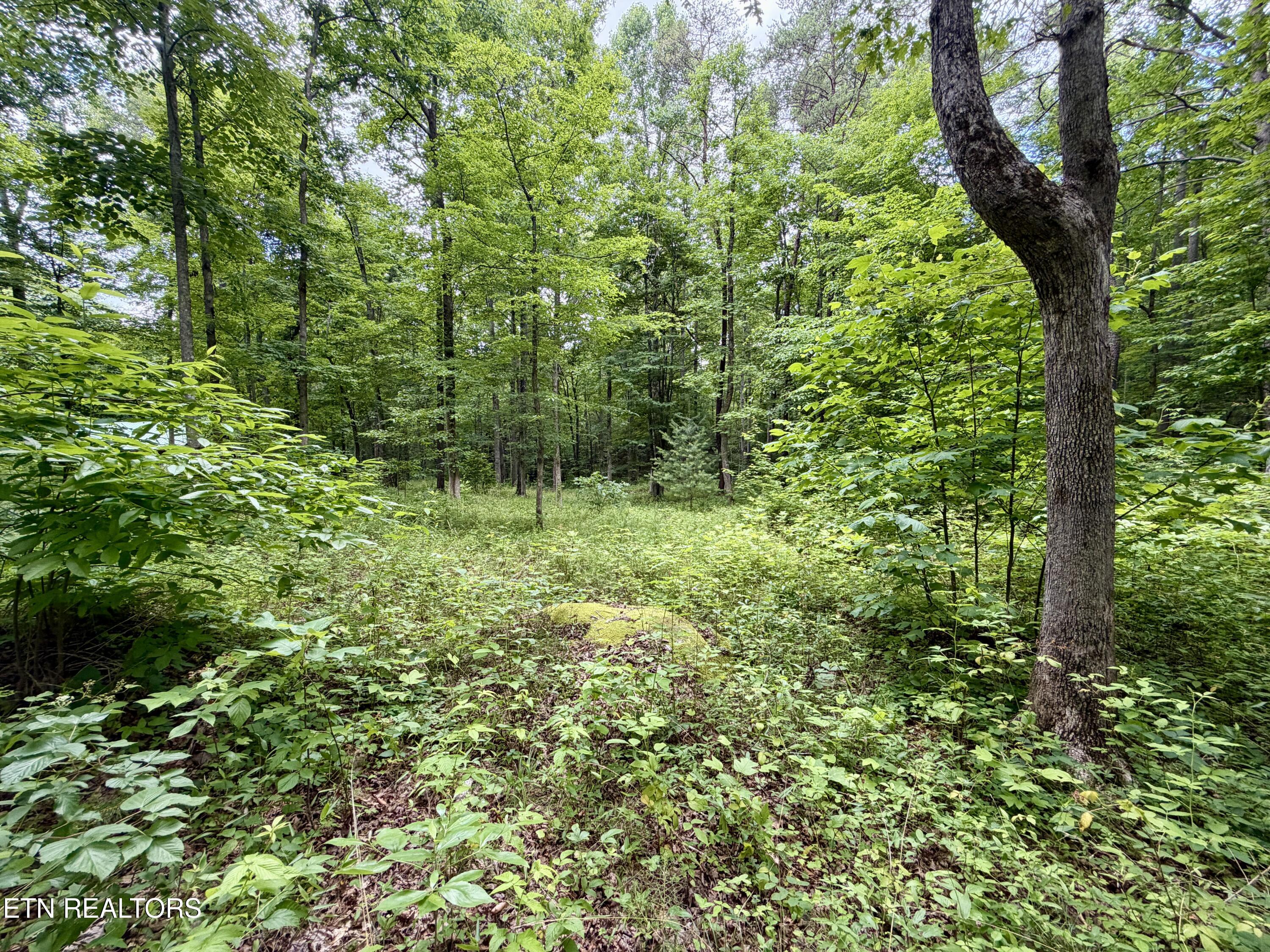 402 Paradise Lane Deer Lodge TN 37726