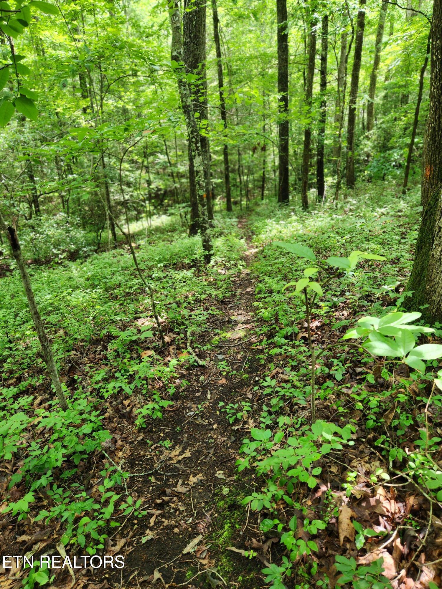 108 Goldminers Road Tellico Plains TN 37385