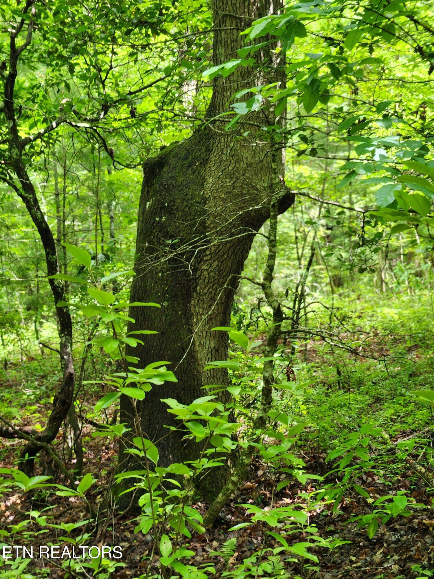 108 Goldminers Road Tellico Plains TN 37385