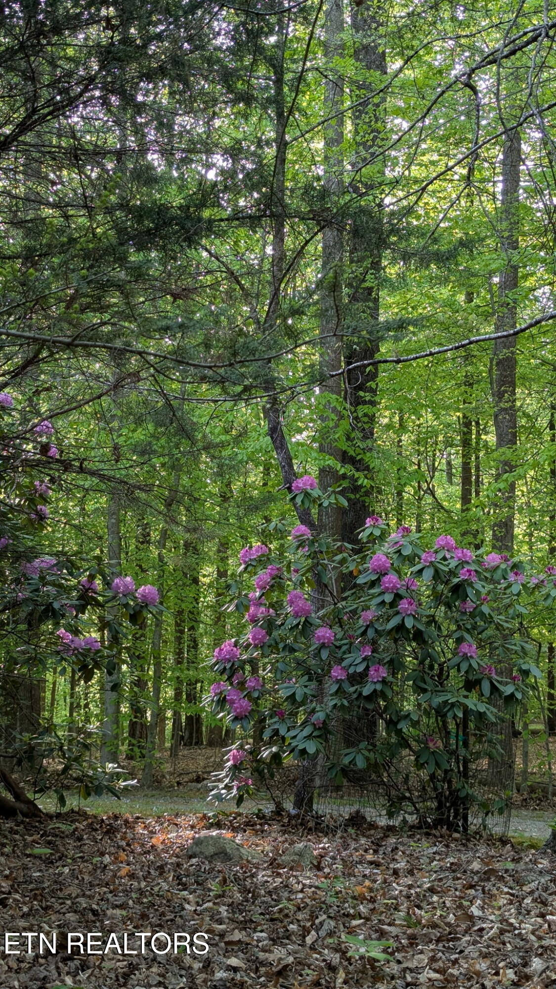 45 Hickory Trail Norris TN 37828
