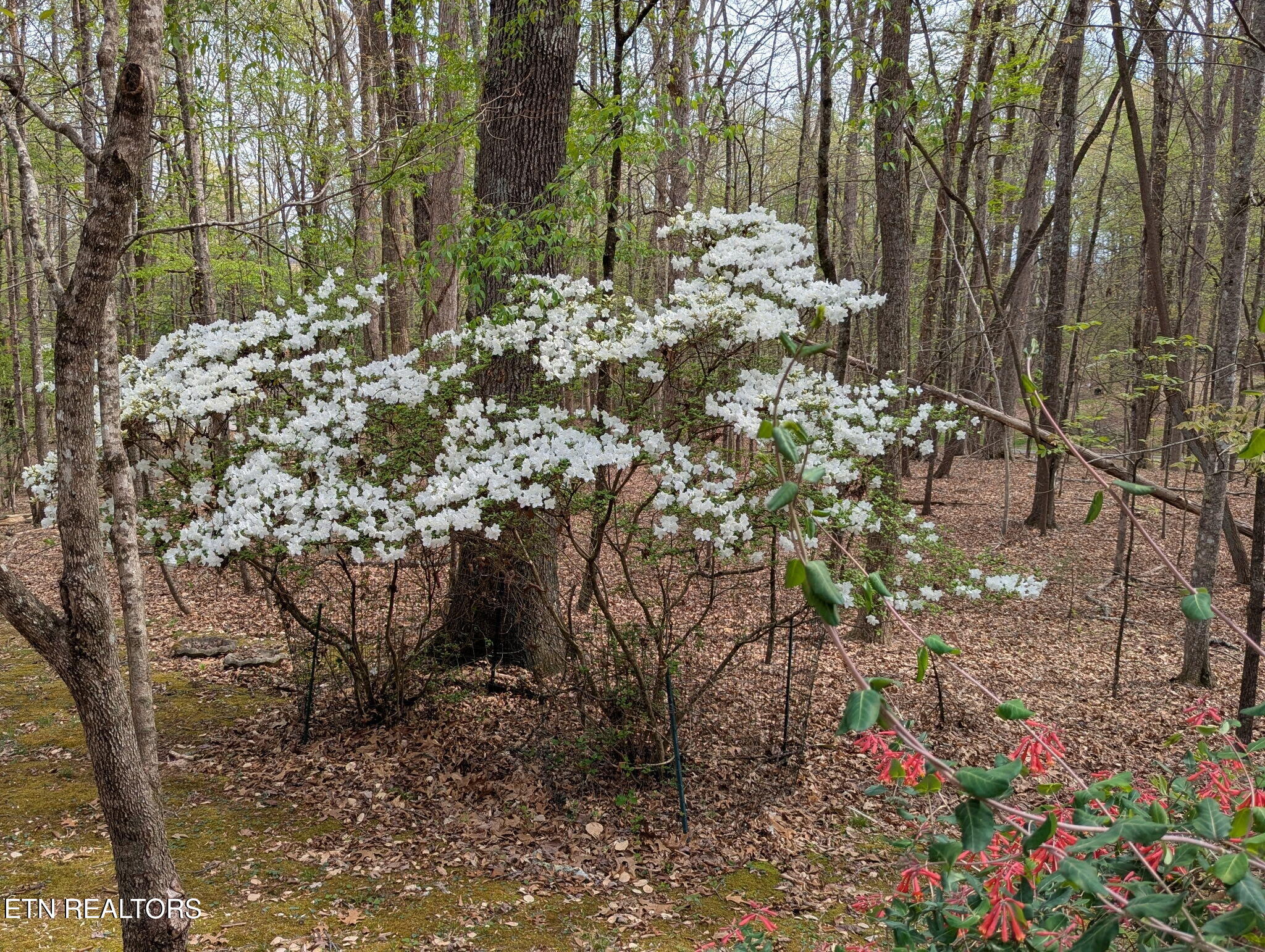 45 Hickory Trail Norris TN 37828