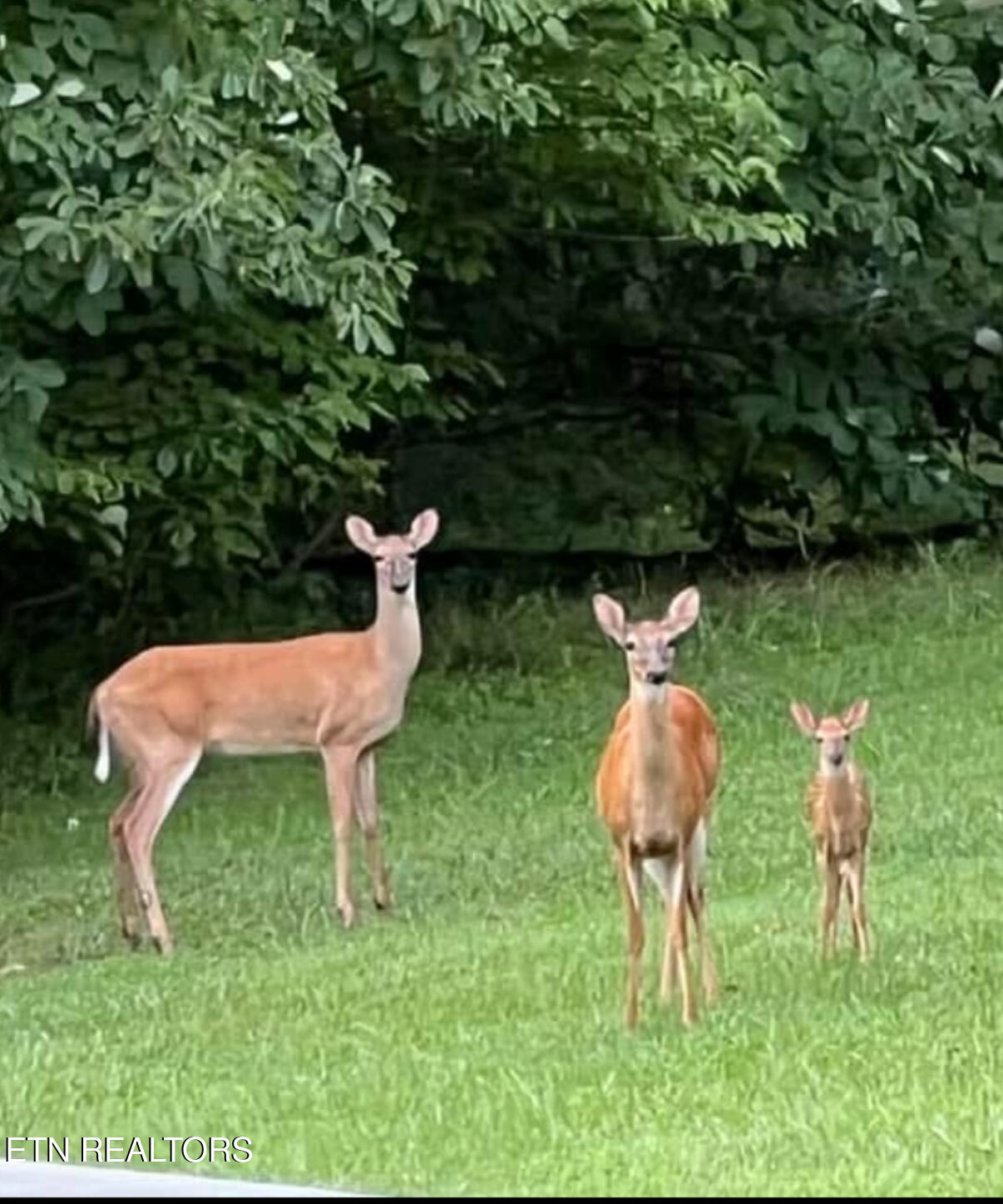 295 Clear Branch Road Corryton TN 37721