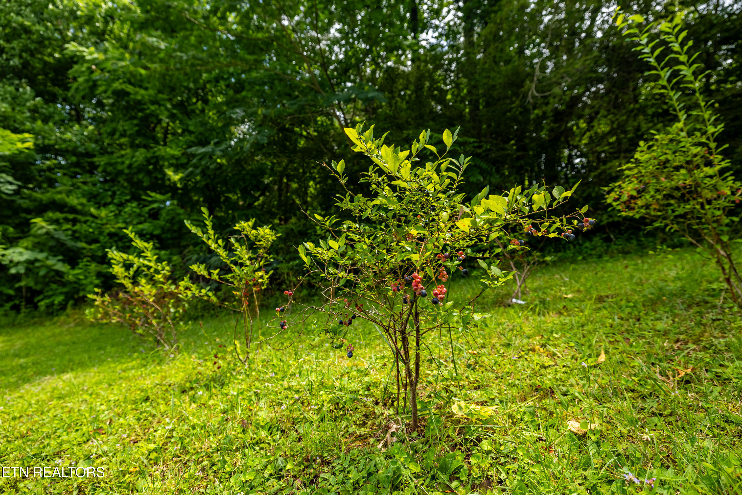 358 Webb Road Townsend TN 37882