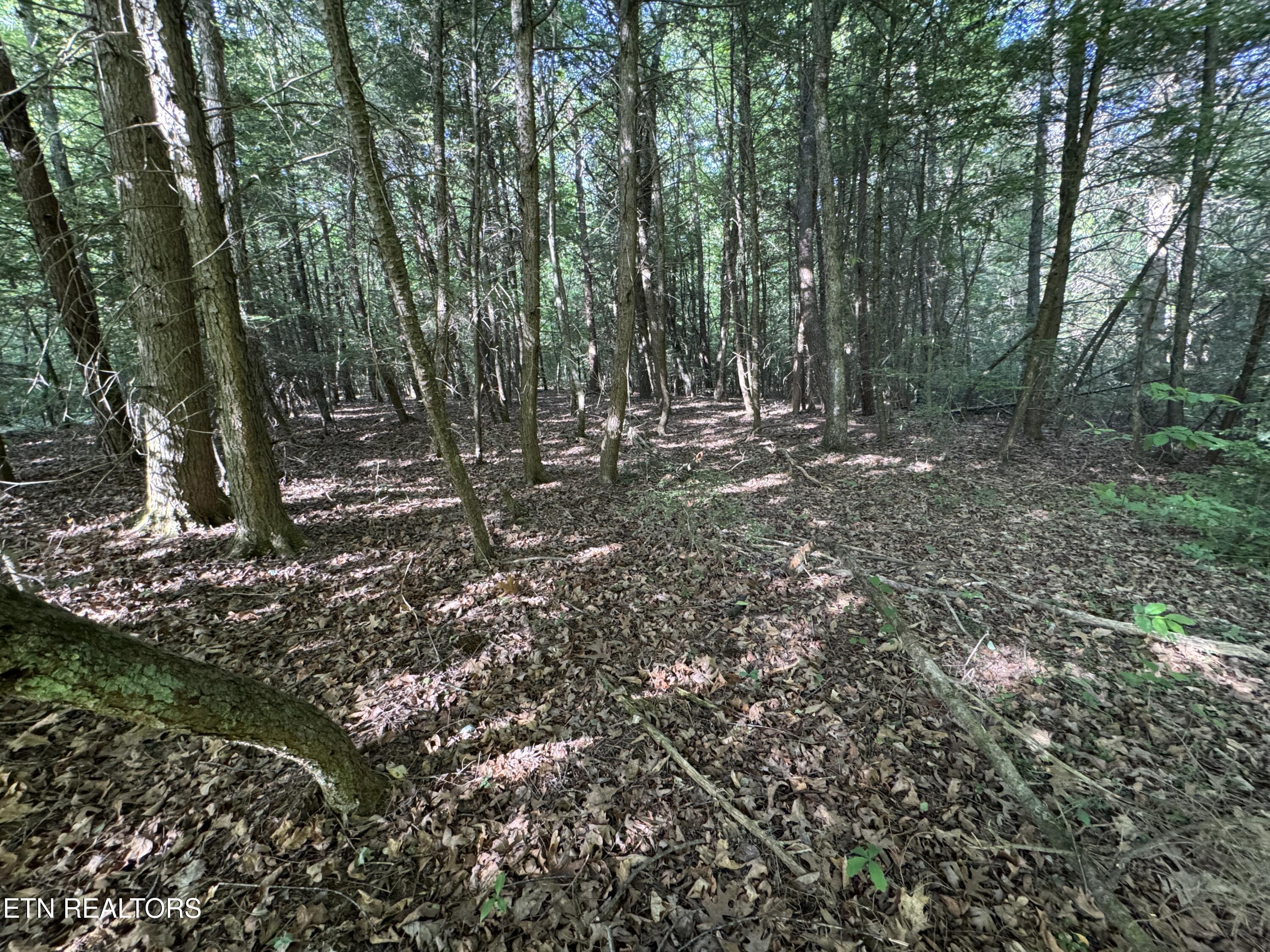 4455 Jonesville Road Clarkrange TN 38553