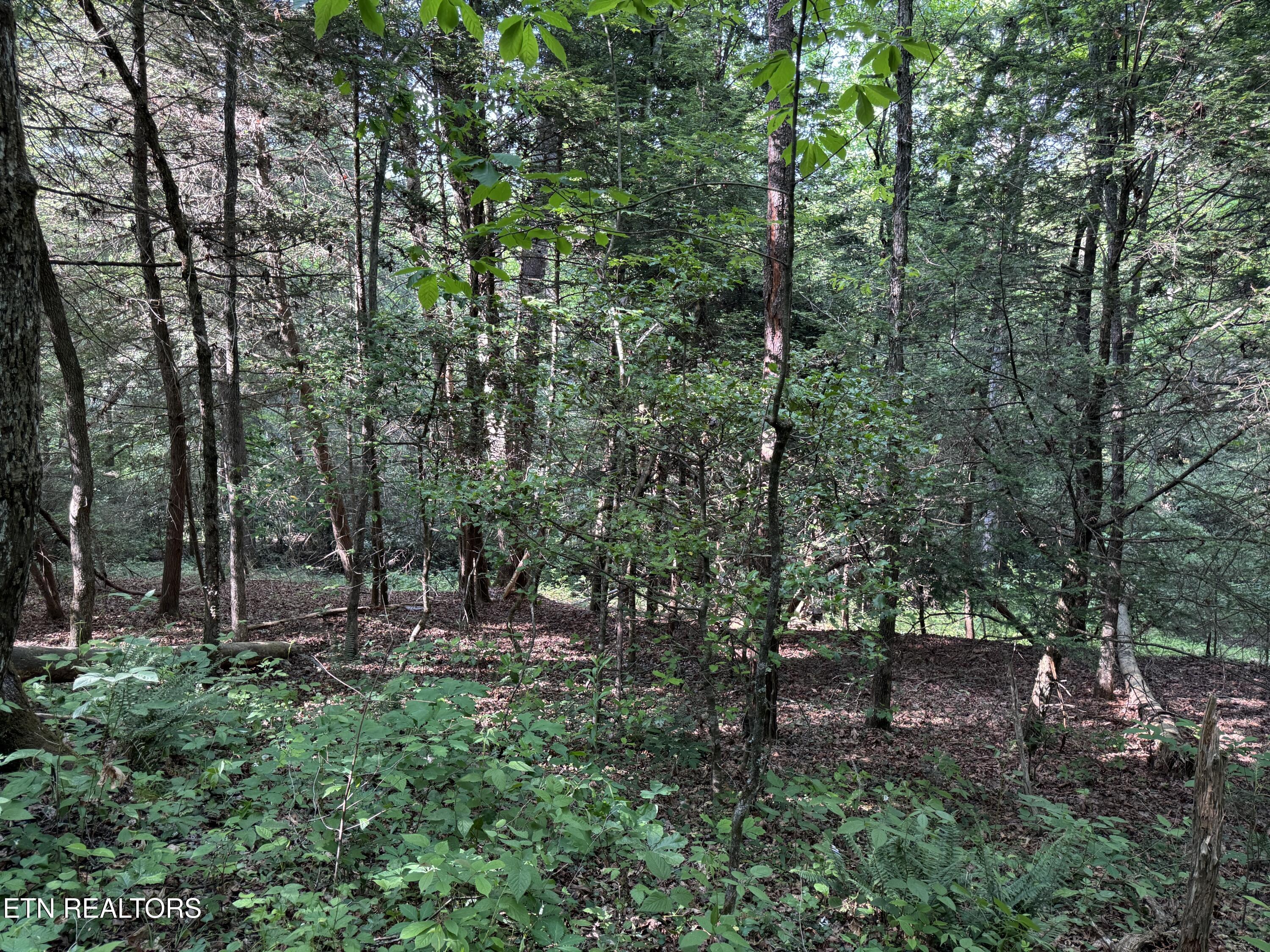 4455 Jonesville Road Clarkrange TN 38553