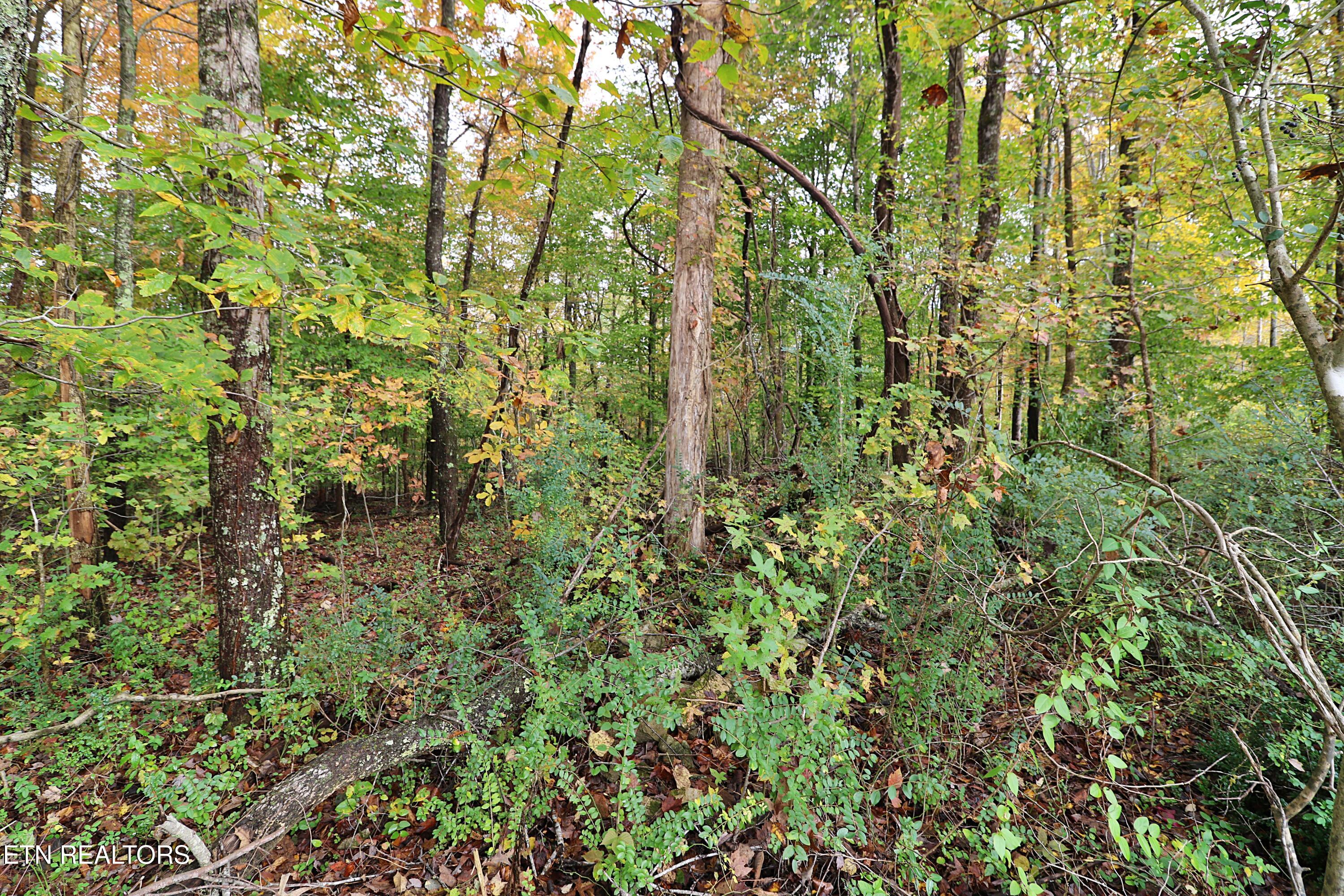 1058 Mountain View Road Robbins TN 37852