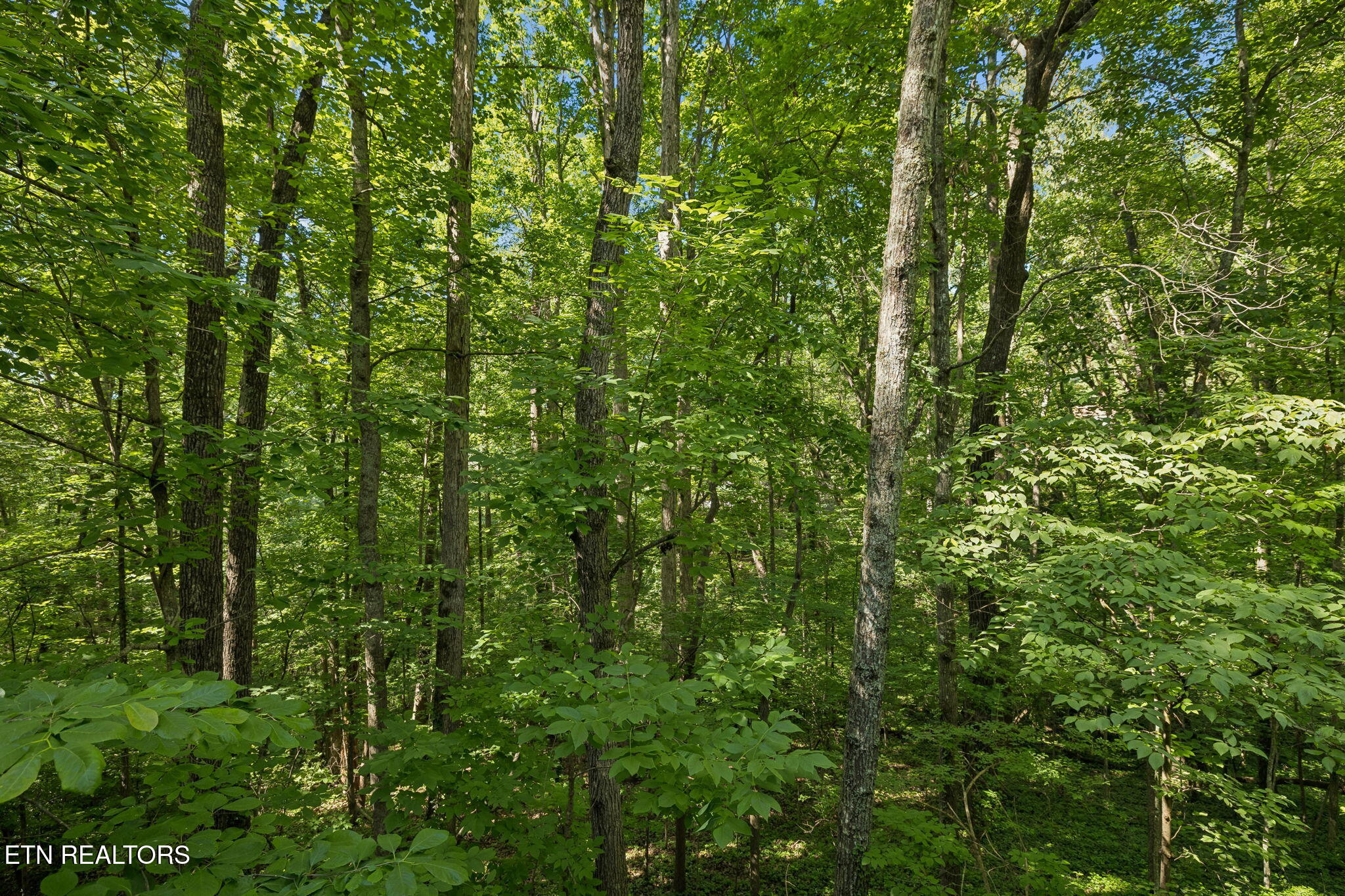 107 Neville Lane Oak Ridge TN 37830