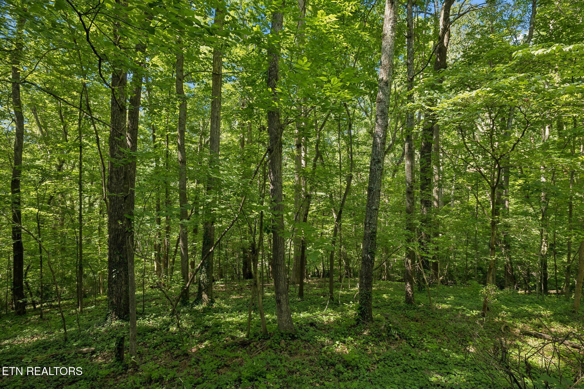 107 Neville Lane Oak Ridge TN 37830