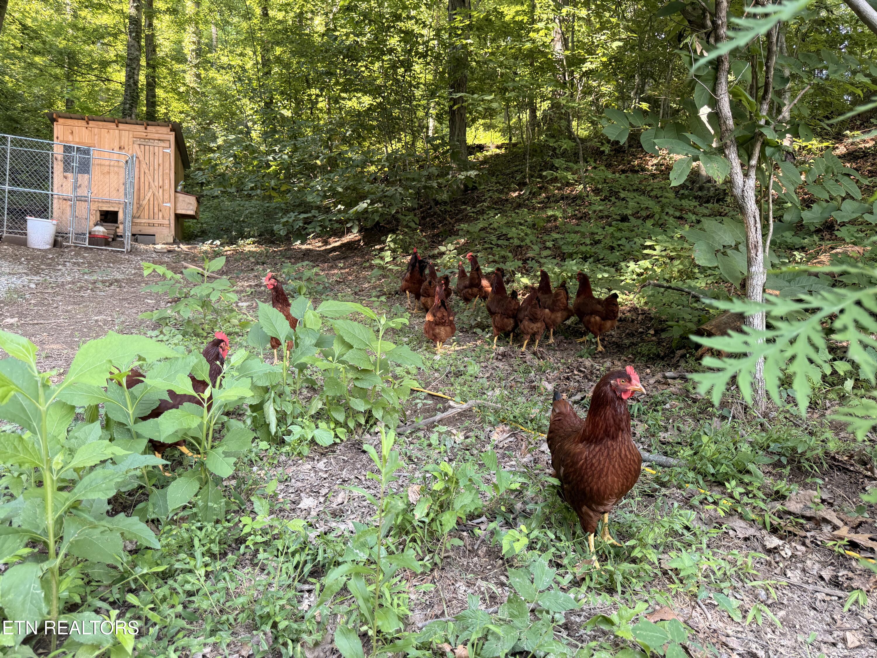 4194 Little Sycamore Road Tazewell TN 37879