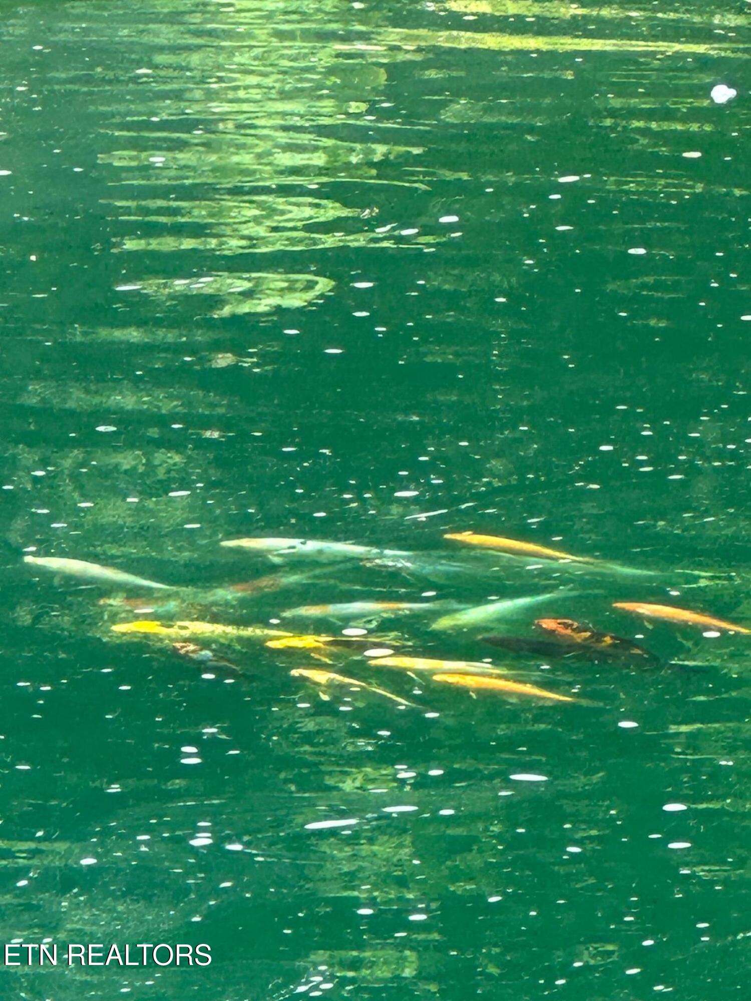 1151 Park Lane Andersonville TN 37705