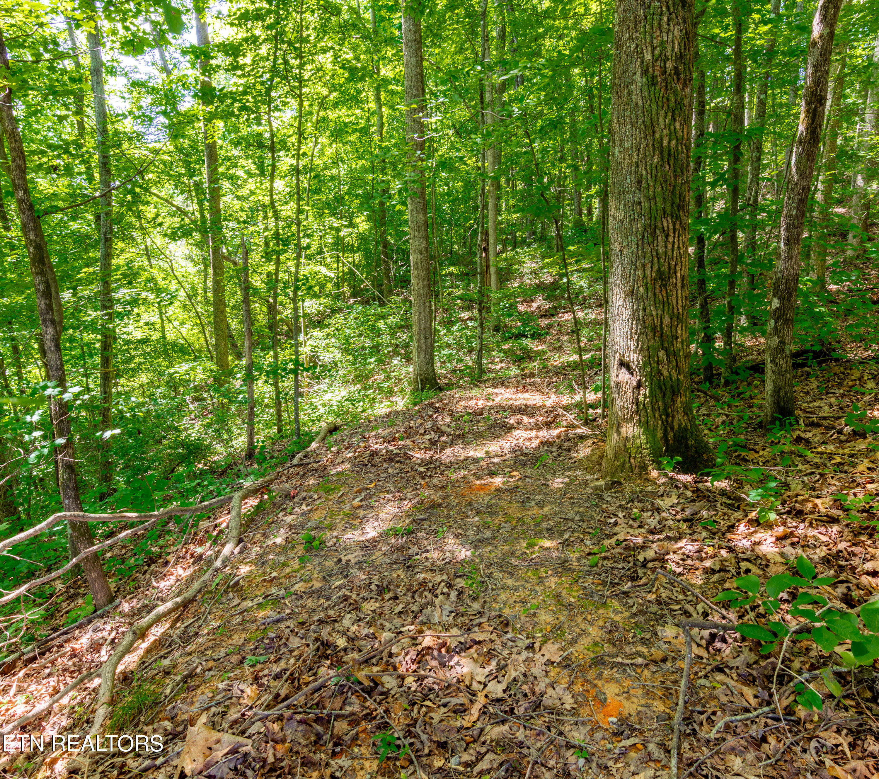 2479 Shut In Gap Road Spring City TN 37381