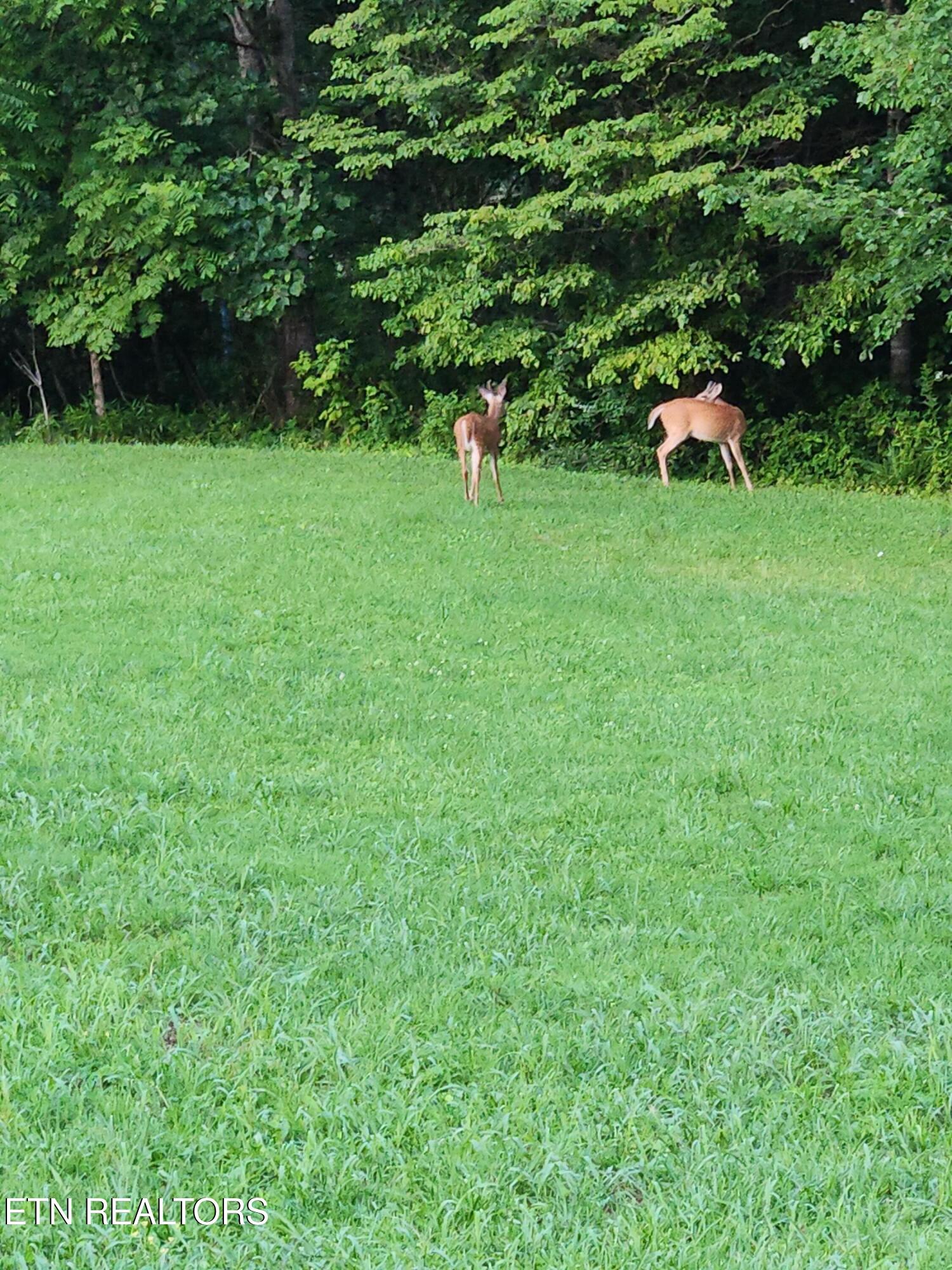 246 Nydeck Road Robbins TN 37852
