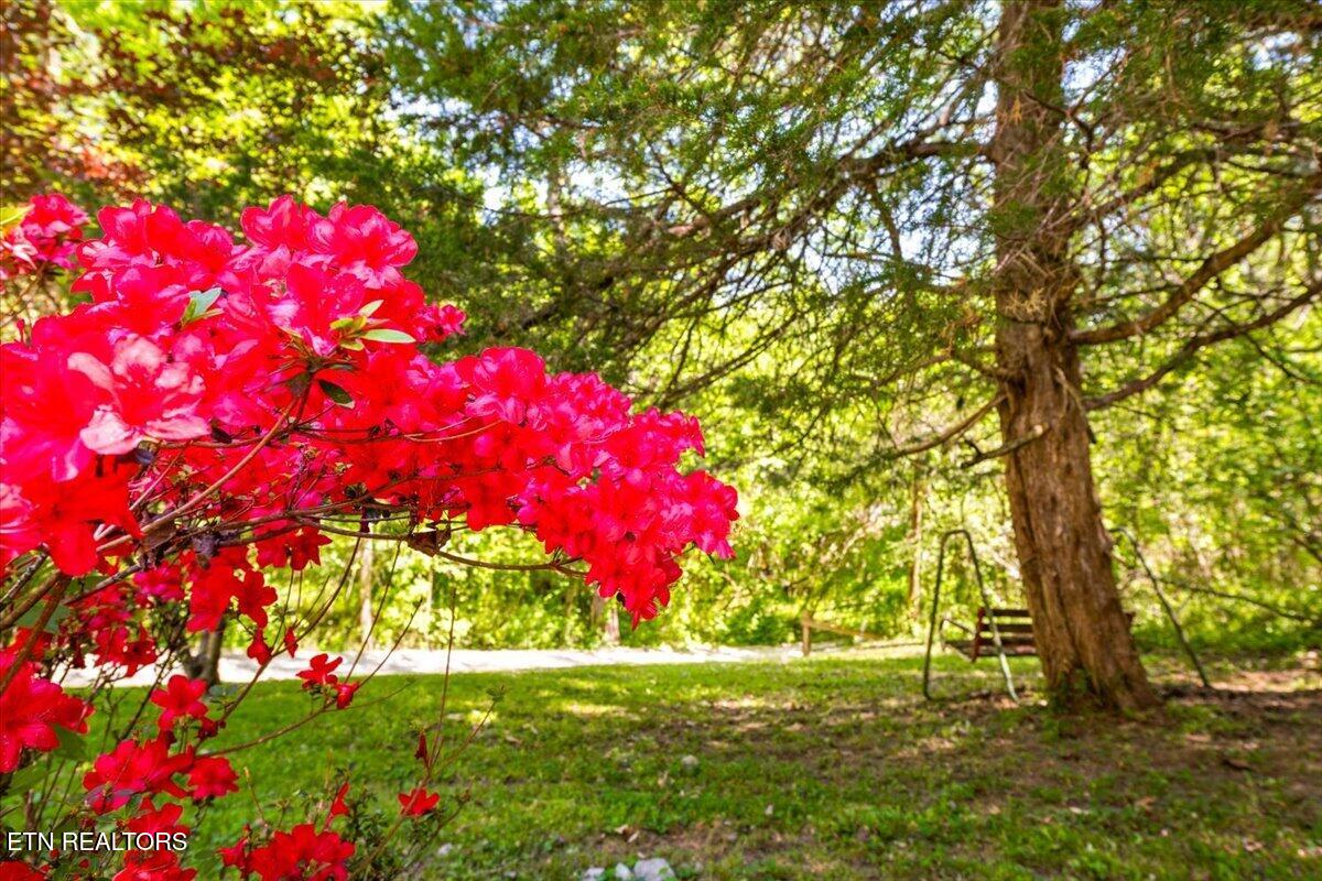 652 Indian Mountain Road Jellico TN 37762
