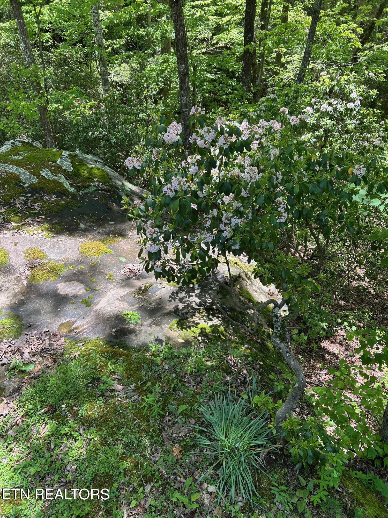 331 E Cove Road Monterey TN 38574