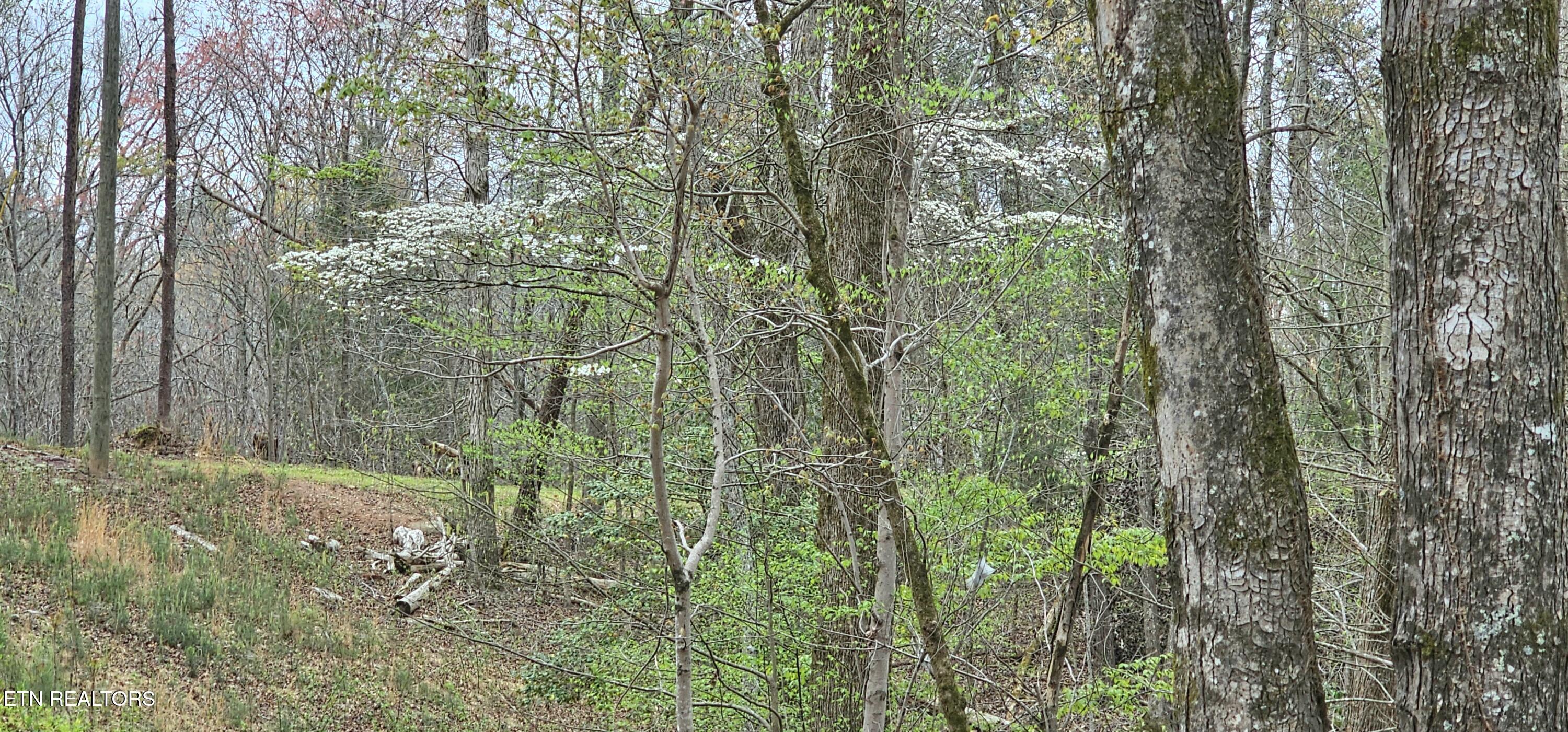 6870 Tennessee 360 Tellico Plains TN 37385