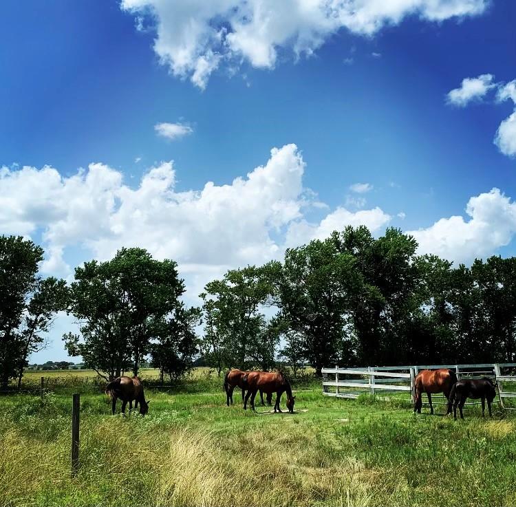 00000 Fm 1462 Road West Columbia TX 77430