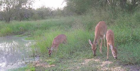 375 W County Road 401 Road Premont TX 78355