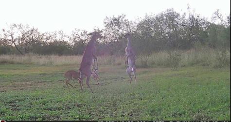 375 W County Road 401 Road Premont TX 78355
