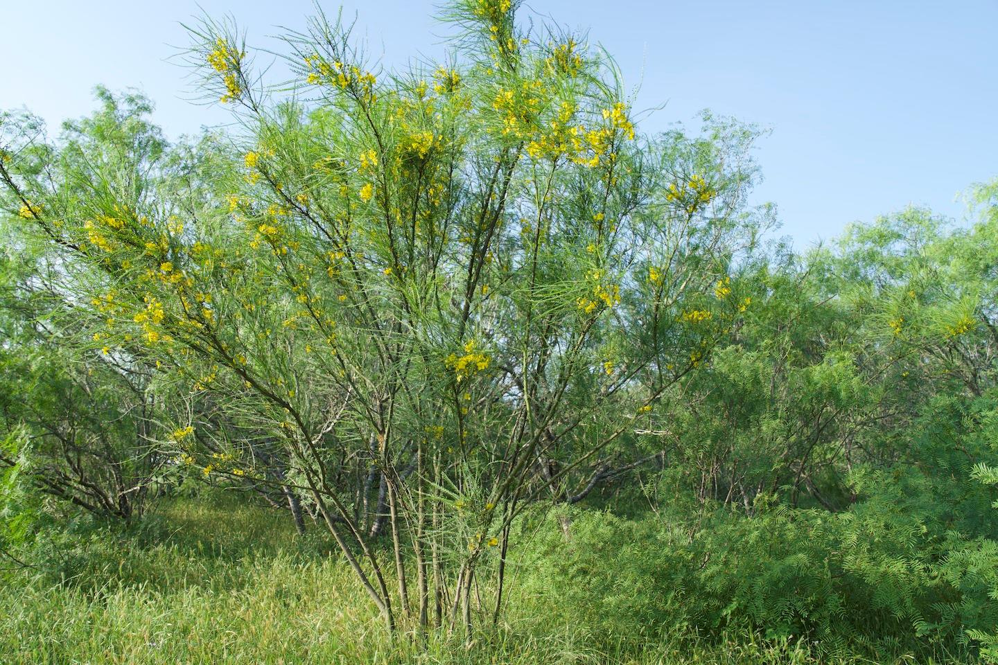Tbd Taylorsville Road Red Rock TX 78662