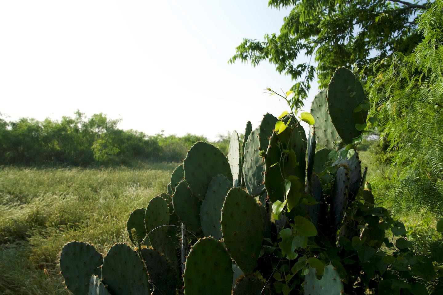 Tbd Taylorsville Road Red Rock TX 78662