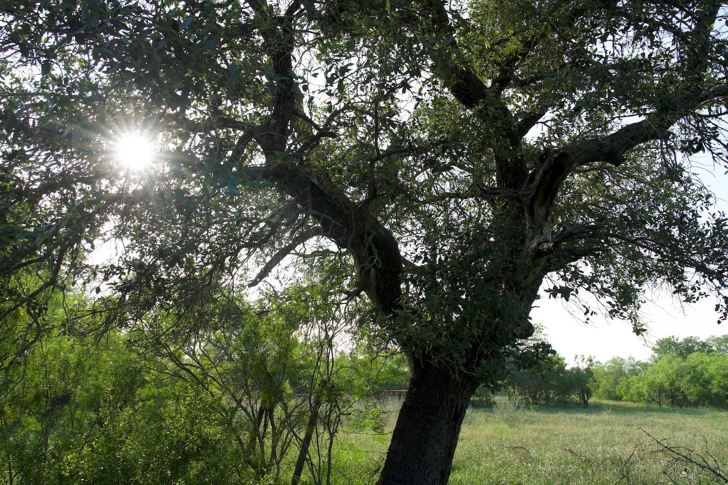 Tbd Taylorsville Road Red Rock TX 78662