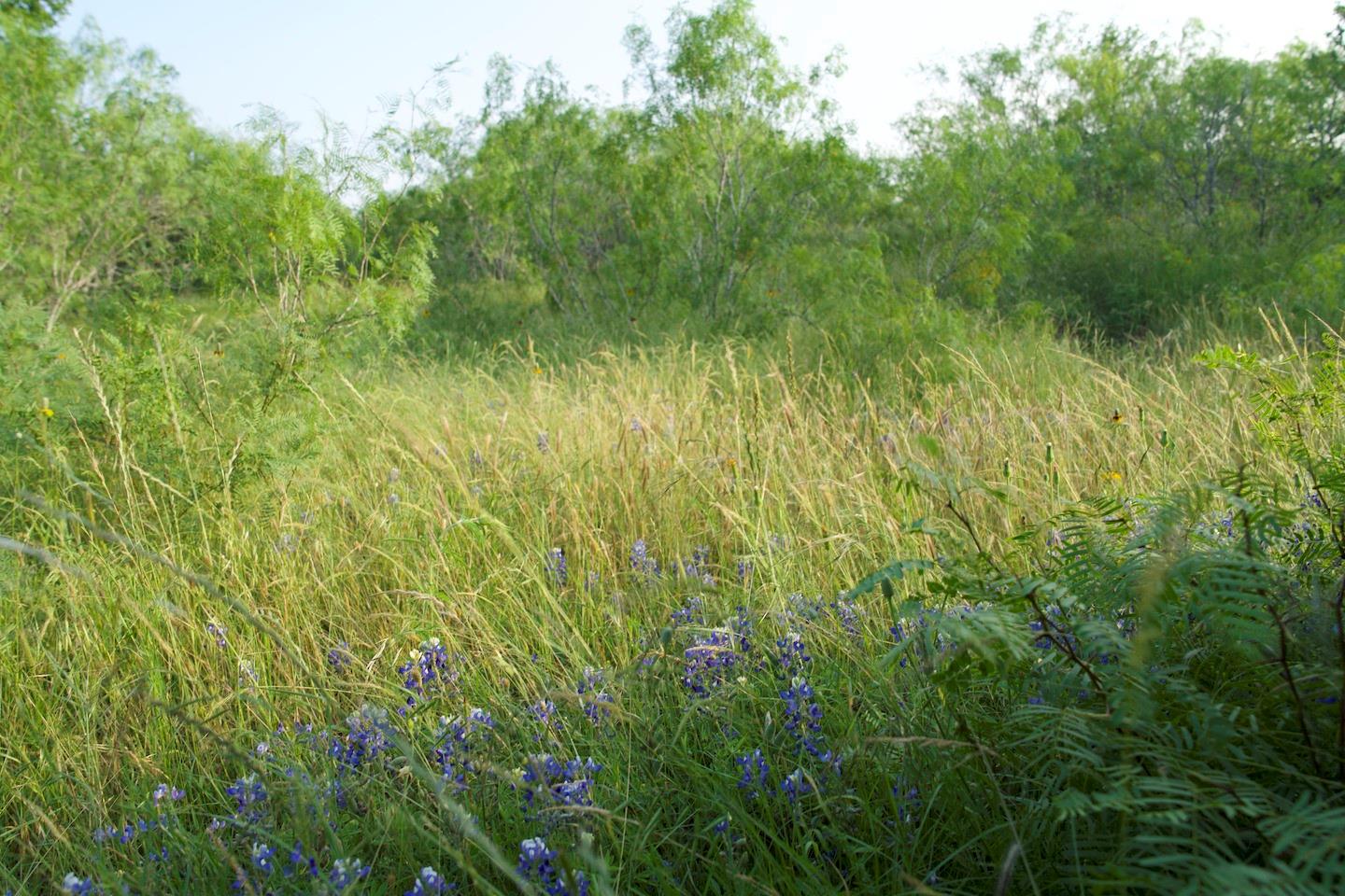 Tbd Taylorsville Road Red Rock TX 78662