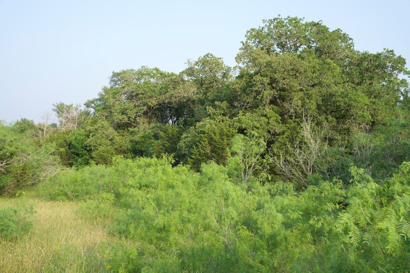 Tbd Taylorsville Road Red Rock TX 78662