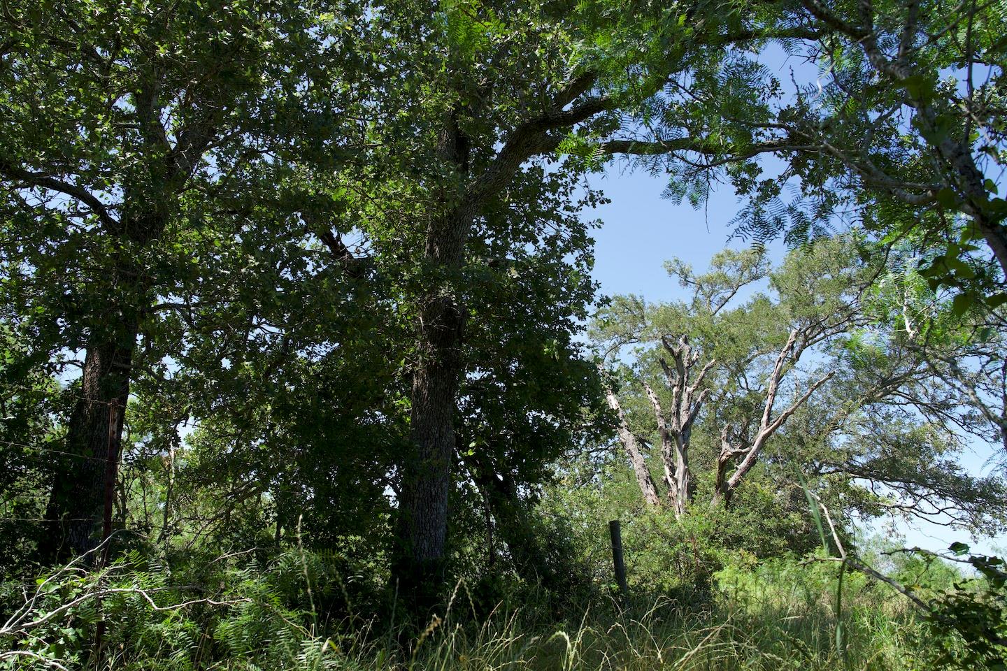 Tbd Taylorsville Road Red Rock TX 78662