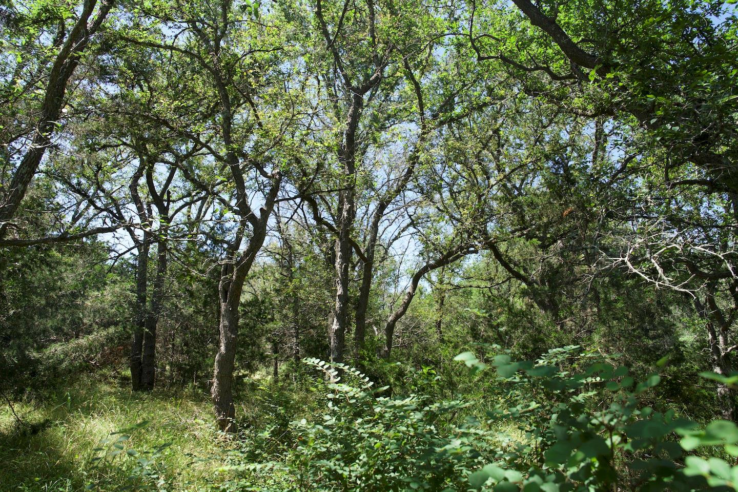 Tbd Taylorsville Road Red Rock TX 78662