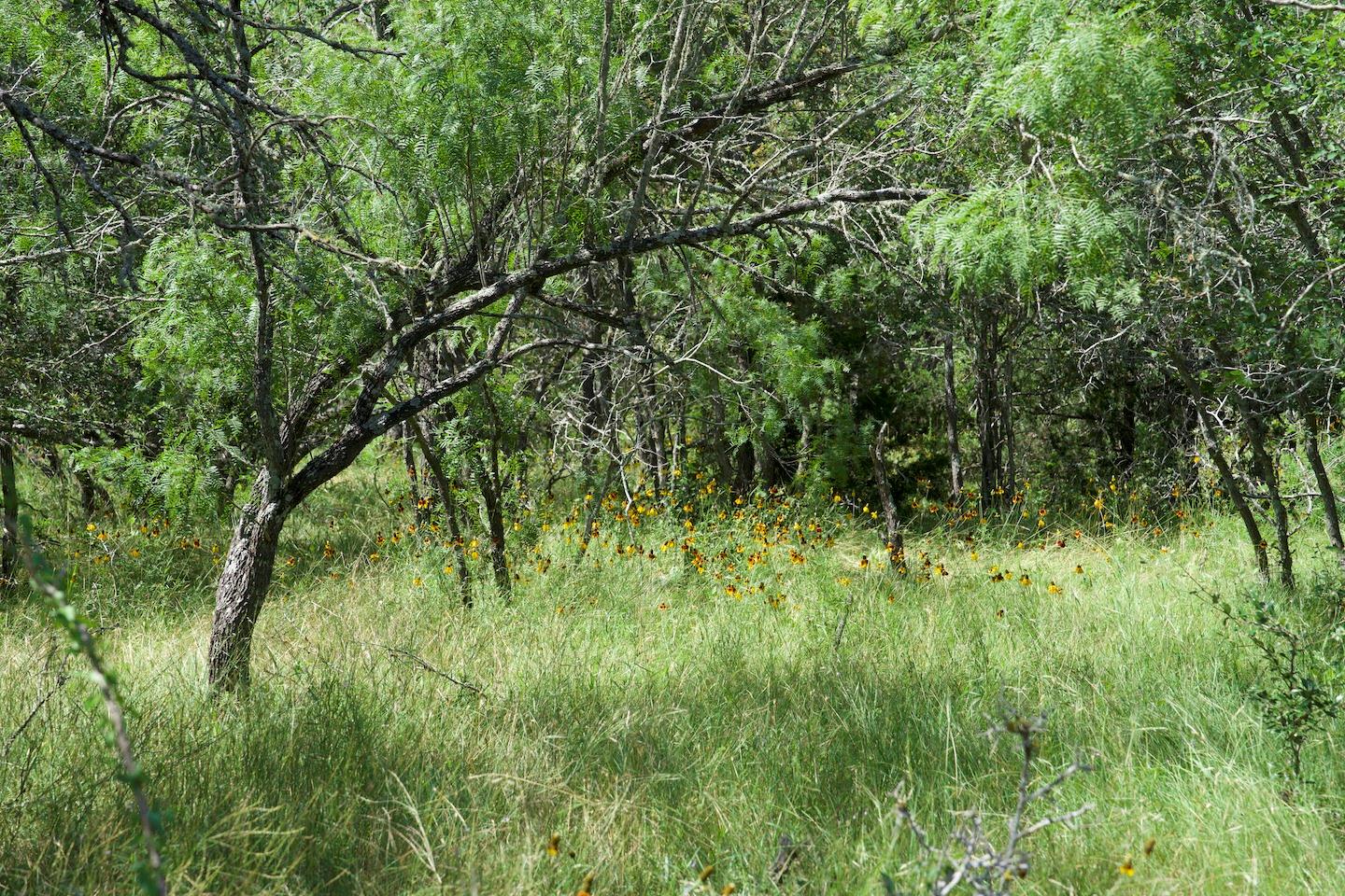 Tbd Taylorsville Road Red Rock TX 78662