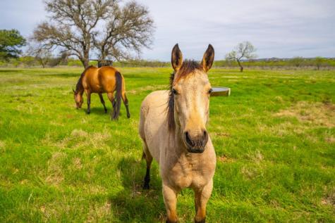 3019 S Highway 16 Llano TX 78643