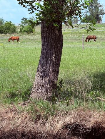5341 Cr 236 Liberty Hill TX 78642