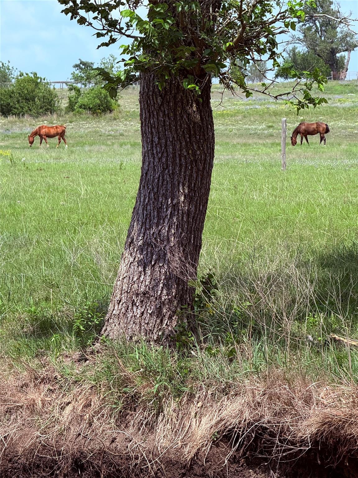 5341 Cr 236 Liberty Hill TX 78642