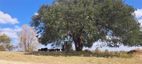 3432 County Road 206 Road N Cameron TX 76520