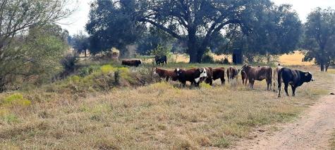 3432 County Road 206 Road N Cameron TX 76520