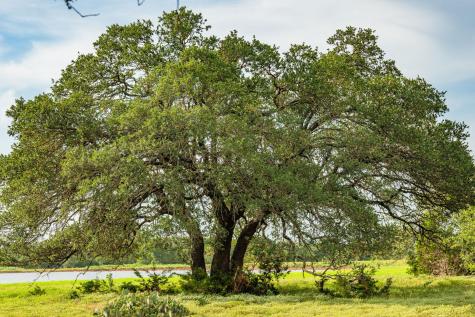 00 County Road 284 Liberty Hill TX 78642