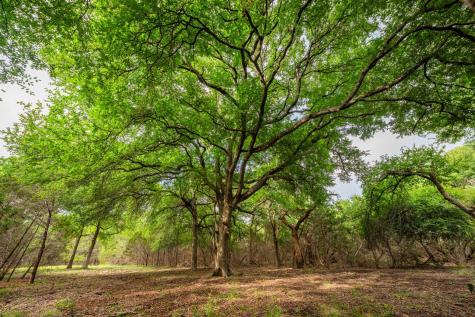 00 County Road 284 Liberty Hill TX 78642
