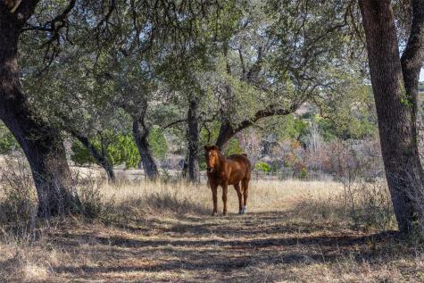 27701 Turner Ranch Road Marble Falls TX 78654