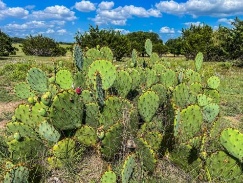 1220 County Road 225 Briggs TX 78608