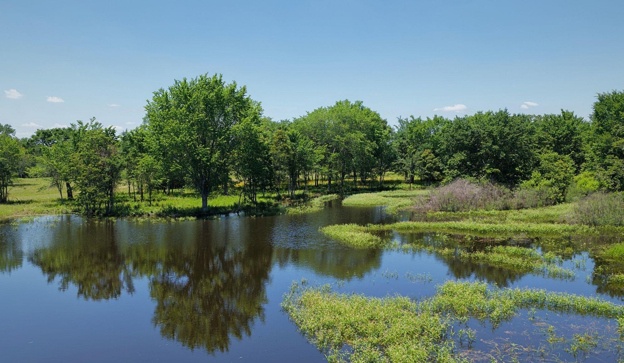 5380 County Road 132 (81.02 Acres) Somerville TX 77879