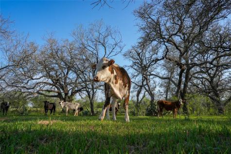 Tbd County Road 404 Floresville TX 78114