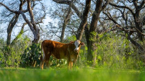 Tbd County Road 404 Floresville TX 78114