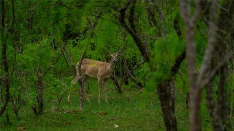 Tbd County Road 404 Floresville TX 78114