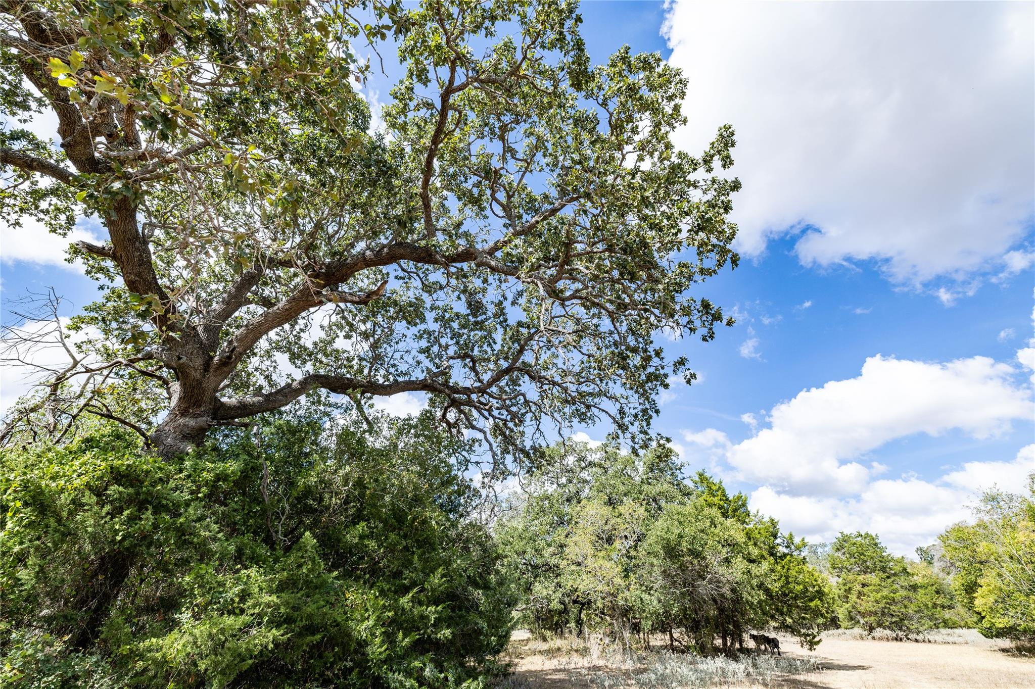 1350 Cattlemens Row Lockhart TX 78644