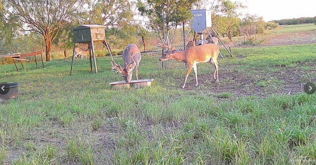 Fm 2294 Fm 2294 San Isidro TX 78588